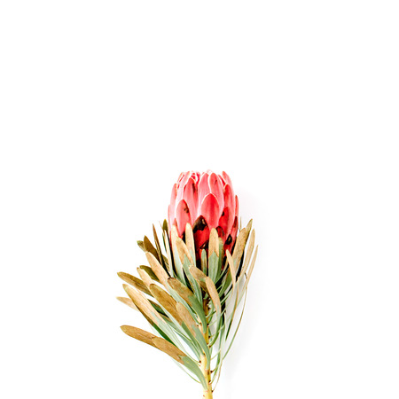 beautiful proteus flower isolated on white background. flat lay, top viewの写真素材