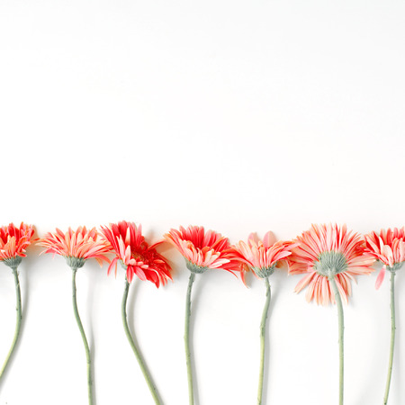 Creative arrangement of gerberas on white background. Flat lay.の写真素材