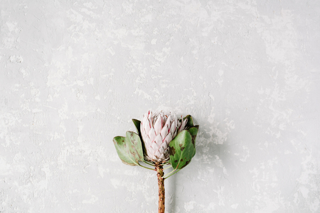 proteus flower on bright concrete background. flat lay, top viewの写真素材