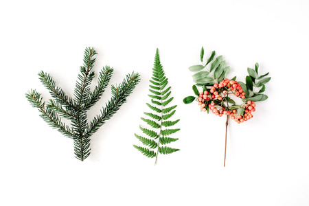 branches of pine needles, ferns and mountain ash. flat lay, top view autumn wallpaperの写真素材