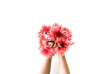 pink gerbera bouquet in girl's hands on white background. Flat lay, top viewの写真素材