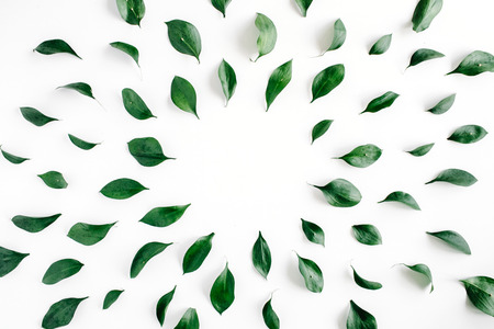 green leaves frame on white background. flat lay.の写真素材