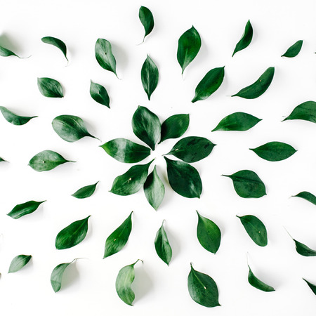 green leaves pattern on white background. flat lay.の写真素材