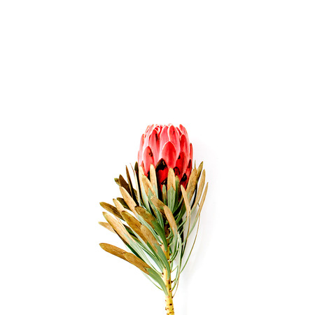 beautiful proteus flower isolated on white background. flat lay, top viewの写真素材