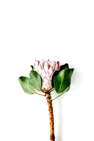 proteus flower on white background. flat lay, top viewの写真素材