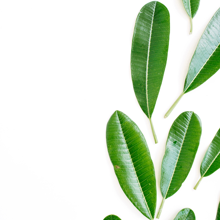 topical green leaf on white background. flat lay, top viewの写真素材