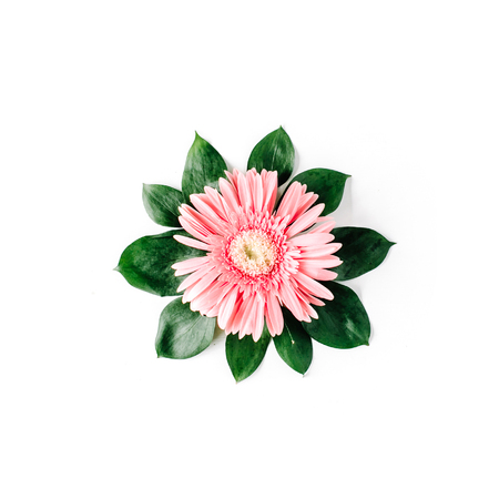 Pink gerbera daisy on white background. Flat layの写真素材