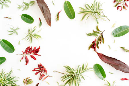 red and green petals and leaf frame on white background. flat lay.の写真素材