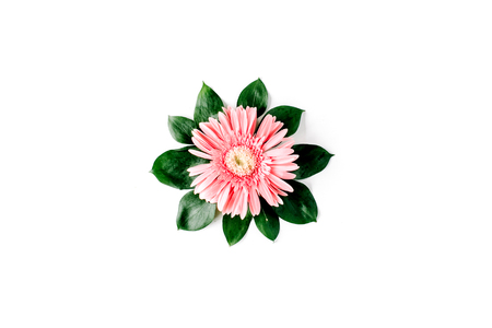 Pink gerbera daisy on white background. Flat layの写真素材