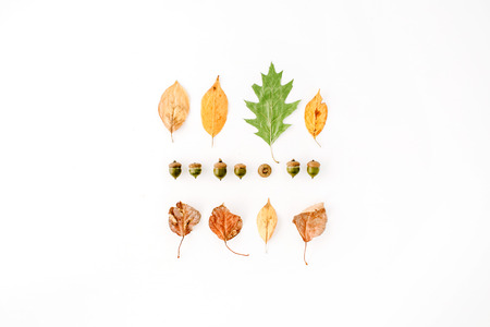 autumn fall flat lay, top view creative arrangement.の写真素材