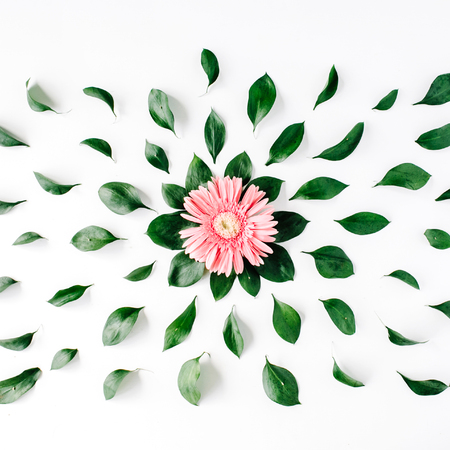 Pink gerbera daisy pattern on white background. Flat layの写真素材