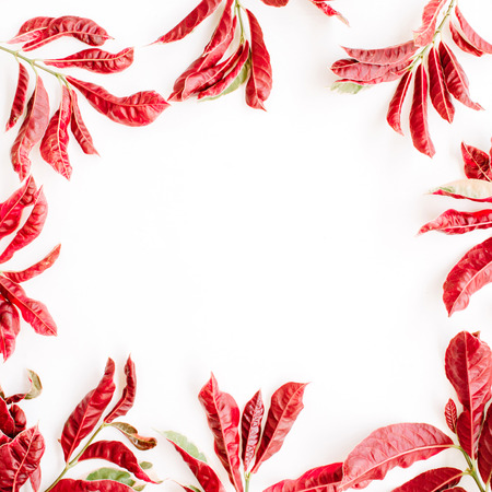 red leaves frame on white background. flat lay.の写真素材
