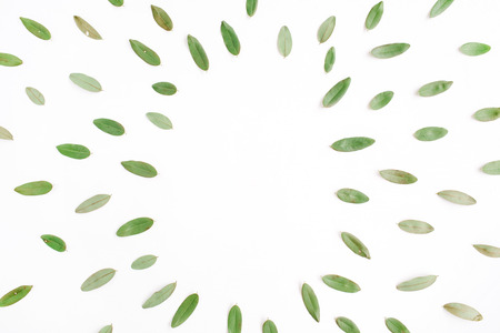 frame with green petals isolated on white background. flat lay, top viewの写真素材