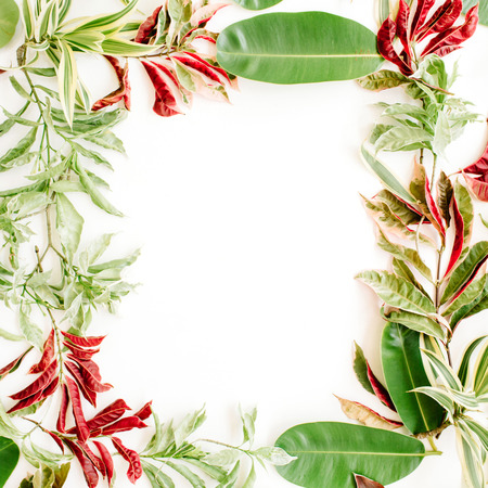 red and green petals and leaf frame on white background. flat lay.の写真素材