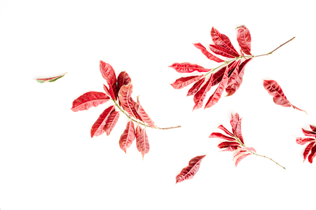 red leaves on white background. flat lay.の写真素材