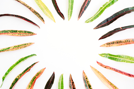 topical exotic colored leaf frame on white background. flat lay, top viewの写真素材