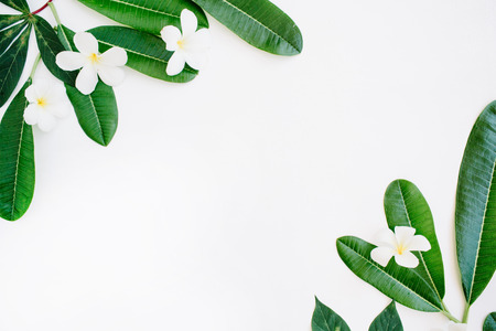 topical exotic colored leaf frame on white background. flat lay, top viewの写真素材