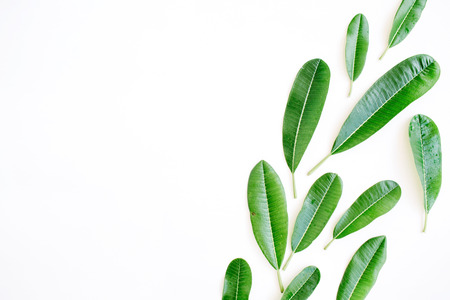 topical green leaf on white background. flat lay, top viewの写真素材