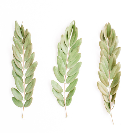 green branches isolated on white background. flat lay, top viewの写真素材