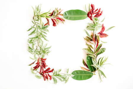 red and green petals and leaf frame on white background. flat lay.の写真素材