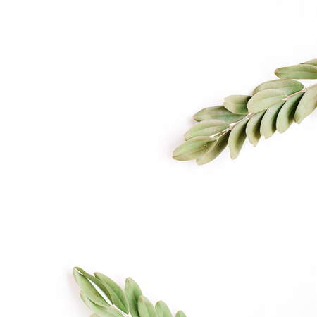 green branches isolated on white background. flat lay, top viewの写真素材