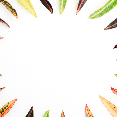 topical exotic colored leaf frame on white background. flat lay, top viewの写真素材
