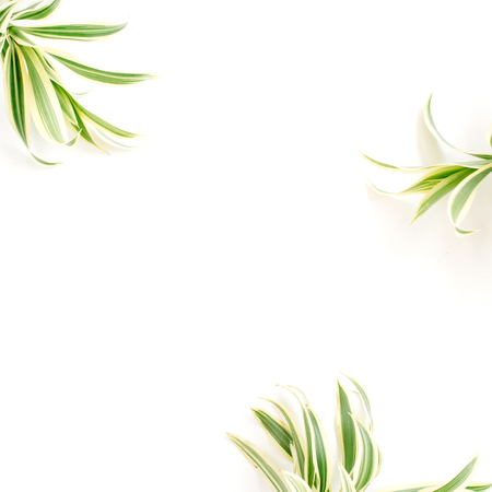 exotic green leaves frame on white background. flat lay.の写真素材