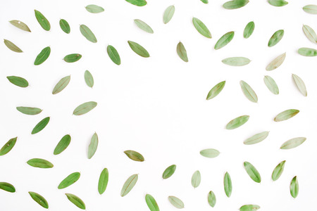 frame with green petals isolated on white background. flat lay, top viewの写真素材