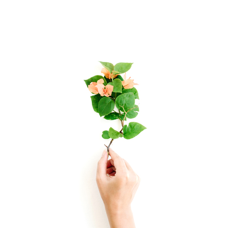 exotic tropical bouquet in girl's hands on white background. flat lay, top view conceptの写真素材