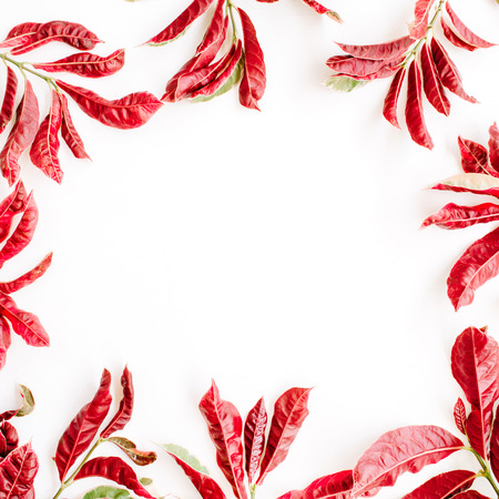 red leaves frame on white background. flat lay.の写真素材