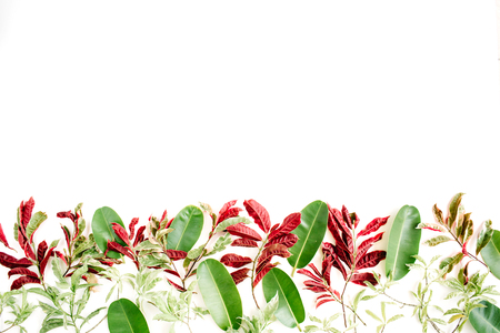 red and green leaf pattern on white background. flat lay headerの写真素材