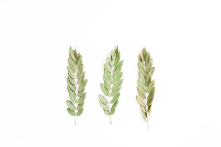 green branches isolated on white background. flat lay, top viewの写真素材