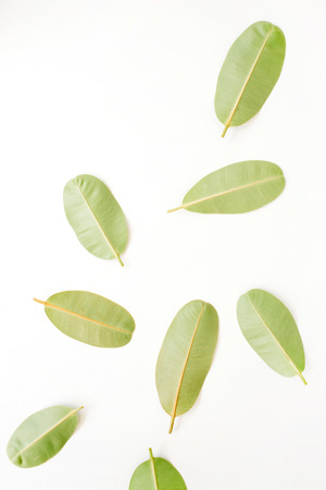 green leaves on white background. flat lay.の写真素材