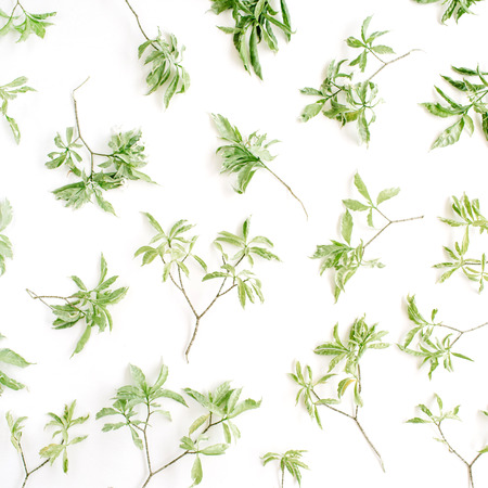 green branches pattern on white background. flat lay.の写真素材
