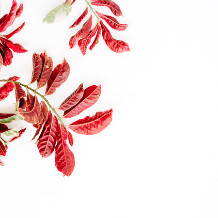 red leaves on white background. flat lay.の写真素材
