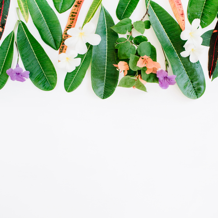 red and green leaf pattern on white background. flat lay headerの写真素材