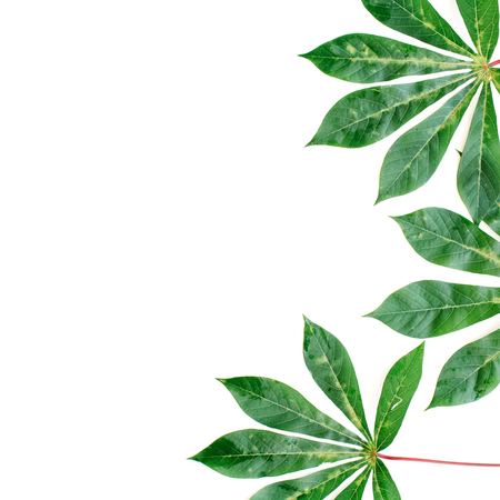 green palm branches on white background. flat lay, top viewの写真素材
