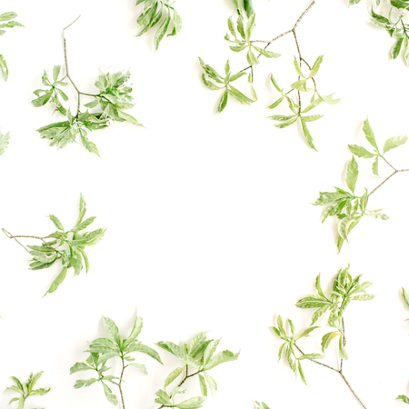 green leaves frame on white background. flat lay.の写真素材