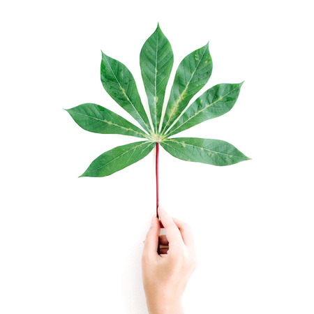 exotic tropical palm branch in girl's hands on white background. flat lay, top view conceptの写真素材