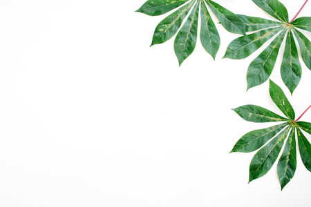 green palm branches on white background. flat lay, top viewの写真素材