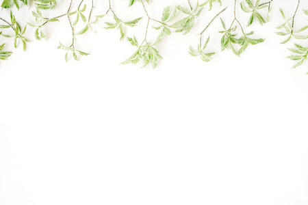 green leaf pattern on white background. flat lay headerの写真素材