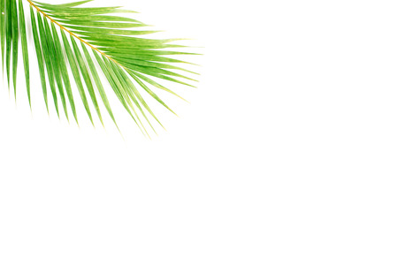 palm branch isolated on white background. flat lay, top viewの写真素材