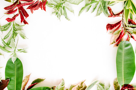 red and green petals and leaf frame on white background. flat lay.の写真素材
