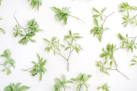 green branches pattern on white background. flat lay.の写真素材
