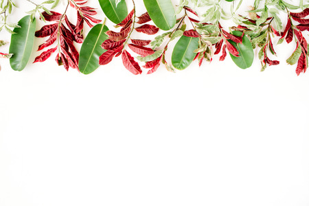 red and green leaf pattern on white background. flat lay headerの写真素材