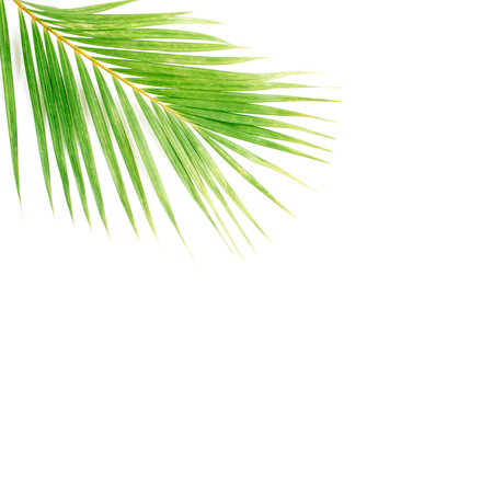 palm branch isolated on white background. flat lay, top viewの写真素材