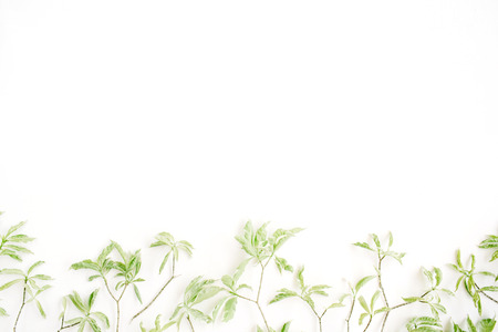 green leaf pattern on white background. flat lay headerの写真素材