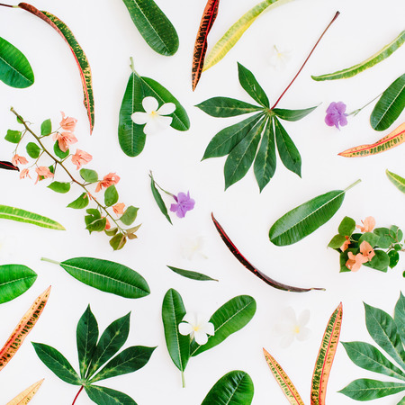 topical exotic colored leaf pattern on white background. flat lay, top viewの写真素材