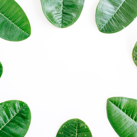topical green leaf frame on white background. flat lay, top viewの写真素材