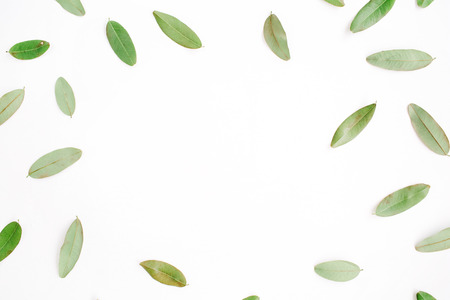 frame with green petals isolated on white background. flat lay, top viewの写真素材